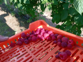 Malinari na jugu Srbije kažu da im niko ne nudi dogovorenu cenu od 250 dinara po kilogramu, već znatno manje